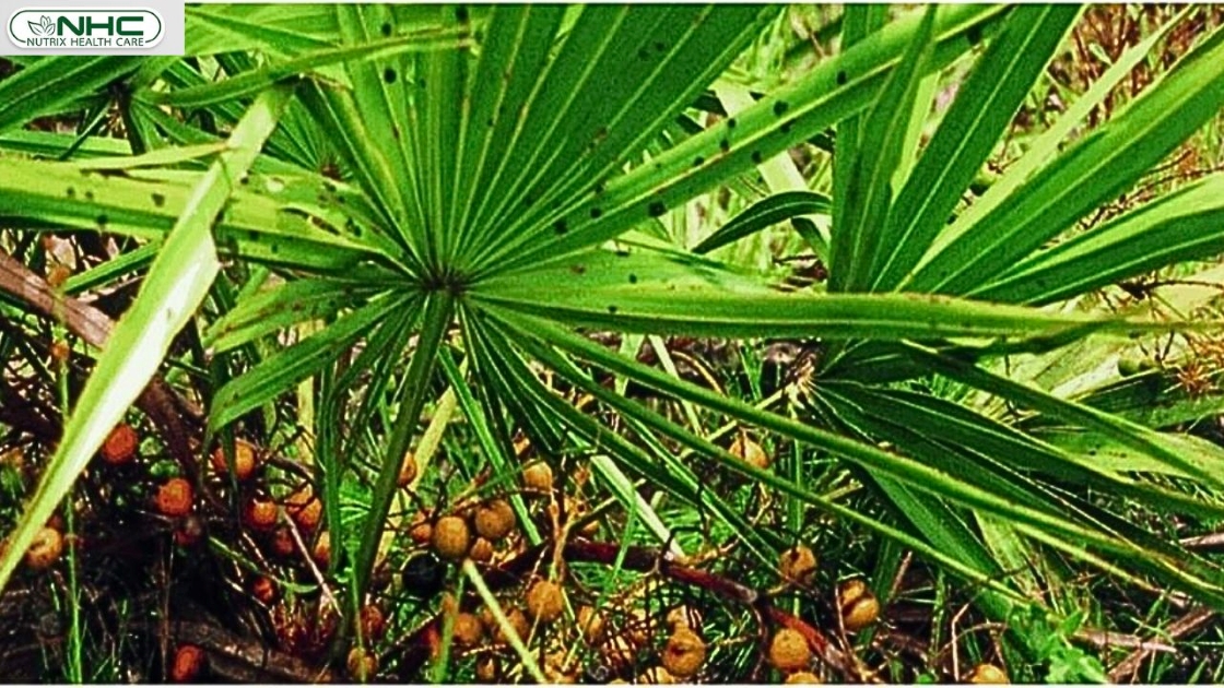uses of saw palmetto
